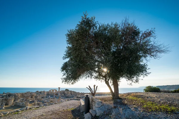Kourion antik kenti Kıbrıs'ta bir ağaçta
