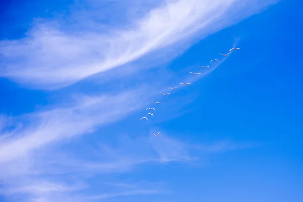 Fugle i himlen - Stock-foto