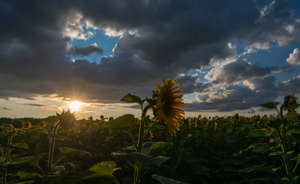Günbatımı üzerinde yalnız ayçiçeği