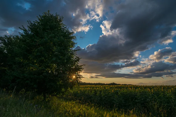 Günbatımı mavi bulutlu gökyüzü ile ayçiçeği alanın üzerinde