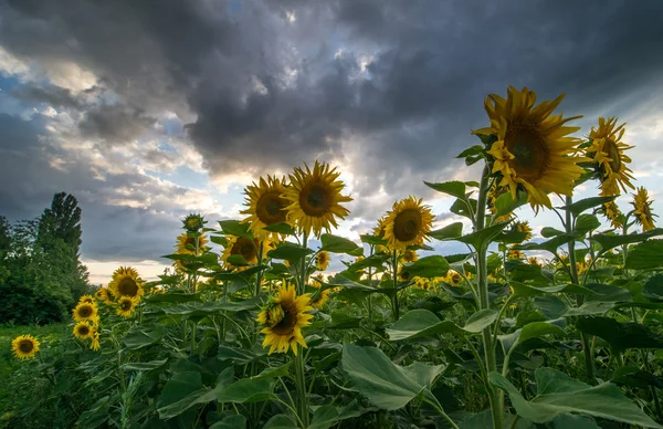 Bir bulutlu gökyüzü arka plan ayçiçeği