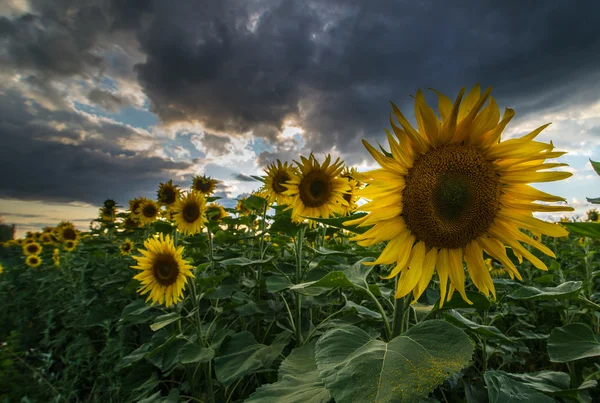 Field of blooming sunflowers on a background sunset — Stock Photo, Image
