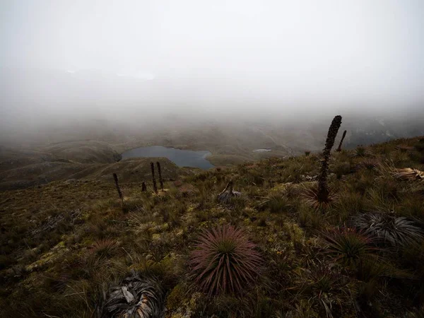 Sjöar Omgivna Andernas Kullar Tundra Grässlätt Landskap Cajas Nationalpark Cuenca — Stockfoto