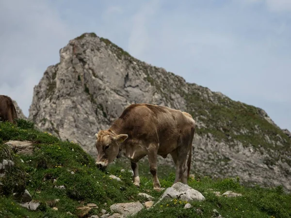 Vaca pastando en la cordillera alpina suiza Alpstein Appenzell Innerrhoden Suiza — Foto de Stock