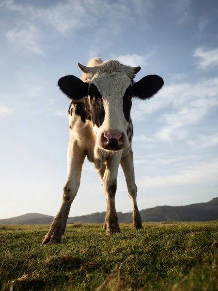 Jovem vaca curiosa olhando para a câmera perto da Praia como Catedrais Ribadeo Galiza Espanha Europa — Fotografia de Stock