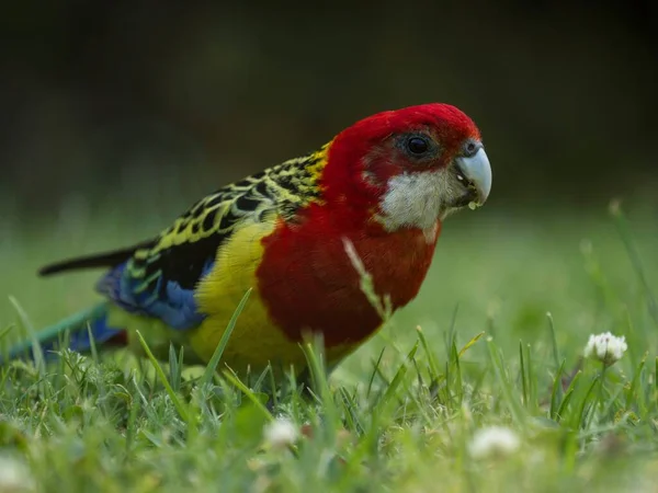 Színes papagáj Eastern rosella Platycercus eximius in green grass of Albert Park in Auckland Új-Zéland Aotearoa — Stock Fotó