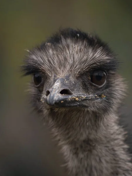 Retrato de cabeza de pájaro volador Emu Dromaius novaehollandiae cara ojos pico fosas nasales plumas primer plano — Foto de Stock