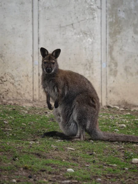 Feminino de pescoço vermelho wallaby macropus rufogriseus com bebê joey na bolsa olhando para a câmera em Bleichnau Alemanha — Fotografia de Stock