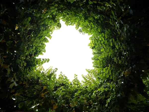 Foglie d'albero pianta tunnel cerchio rotondo apertura al cielo luce alla fine del tunnel a Bruxelles Belgio Europa — Foto Stock