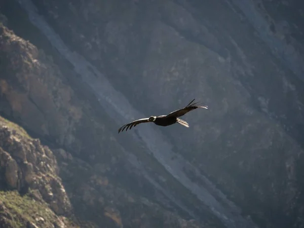Dospělá samice andského kondora Vultur gryphus scavenger dravec v letu v Cruz del Condor Colca Canyon Arequipa Peru — Stock fotografie