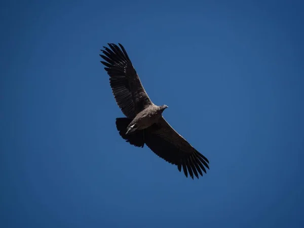 Νεαρός αρσενικός Andean Condor Vultur gryphus ρακοσυλλέκτης αρπακτικών πουλιών κατά την πτήση Cruz del Condor Colca Canyon Arequipa Peru — Φωτογραφία Αρχείου