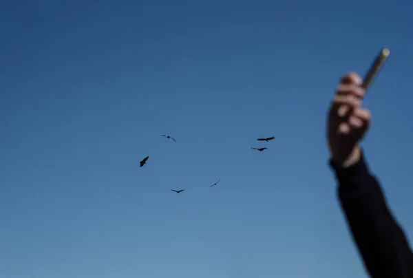 क्रूझ डेल कंडर येथे स्मार्टफोन सेल्फी घेऊन पर्यटक पार्श्वभूमीत उड्डाण करणारे अँडियन कंडरसह कोल्का कॅनियन अरेक्वा पेरू — स्टॉक फोटो, इमेज