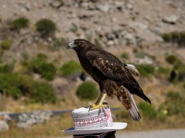 Tame madár ragadozó ül a hagyományos kalap Colca Canyon Arequipa Peru Dél-Amerika sólyom sólyom — Stock Fotó