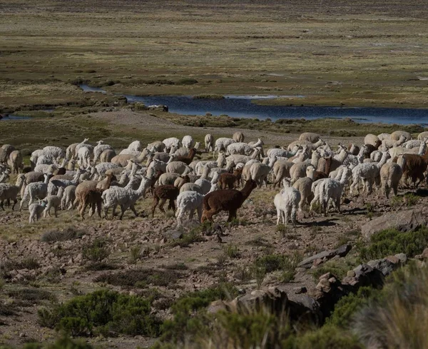 Rebaño mixto de animales de granja llamas alpacas en andes montañas meseta naturaleza paisaje cerca del Cañón del Colca Arequipa Perú — Foto de Stock