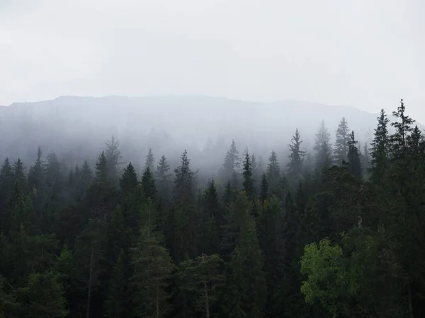 Dimmiga Dimmiga Mystiska Moln Atmosfär Stämning Väder Ovanför Skog Trädtoppar — Stockfoto
