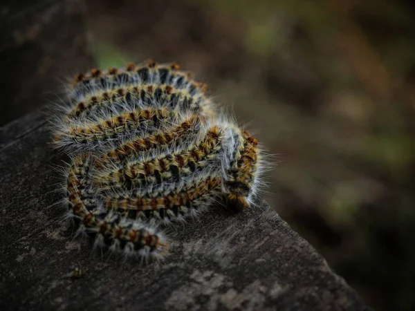 西班牙安达卢西亚多纳纳国家公园松节虫毛虫幼虫加工过程中的封闭宏观 — 图库照片