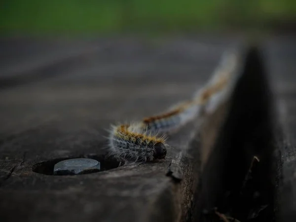 Gros Plan Macro Cortège Larves Insectes Chenille Thaumetopoea Pityocampa Dans — Photo