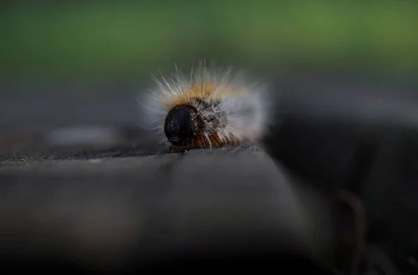 Detailní Makro Procesoru Pine Thaumetopoea Pityocampa Můra Housenka Hmyzí Larvy — Stock fotografie