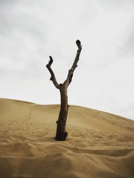 Isolado Careca Careca Deserta Seca Morto Tronco Árvore Tronco Toco — Fotografia de Stock