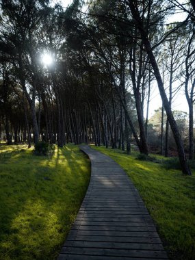 Tahta kaldırım yolu yeşil çayır çam ormanlarında yürüyüş yolu Donana Ulusal Parkı Endülüs İspanya doğası