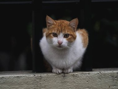 Sabırla bekleyen ev kedisi Felis Catus 'un yakın plan portresi Giron Azuay Ekvador Güney Amerika' daki kameraya bakıyor.