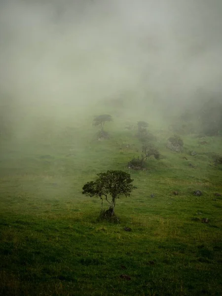 Árbol Solitario Idílico Aislado Sobre Hierba Verde Nublado Niebla Niebla — Foto de Stock