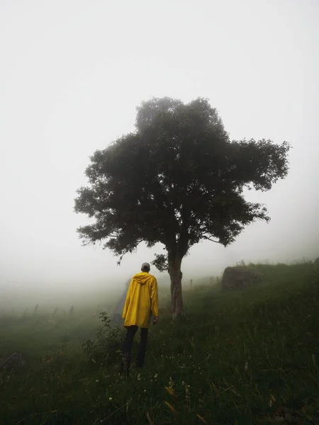 Man in yellow jacket standing at isolated idyllic lone tree on green grass hill cloud fog mist in Giron Azuay Ecuador South America