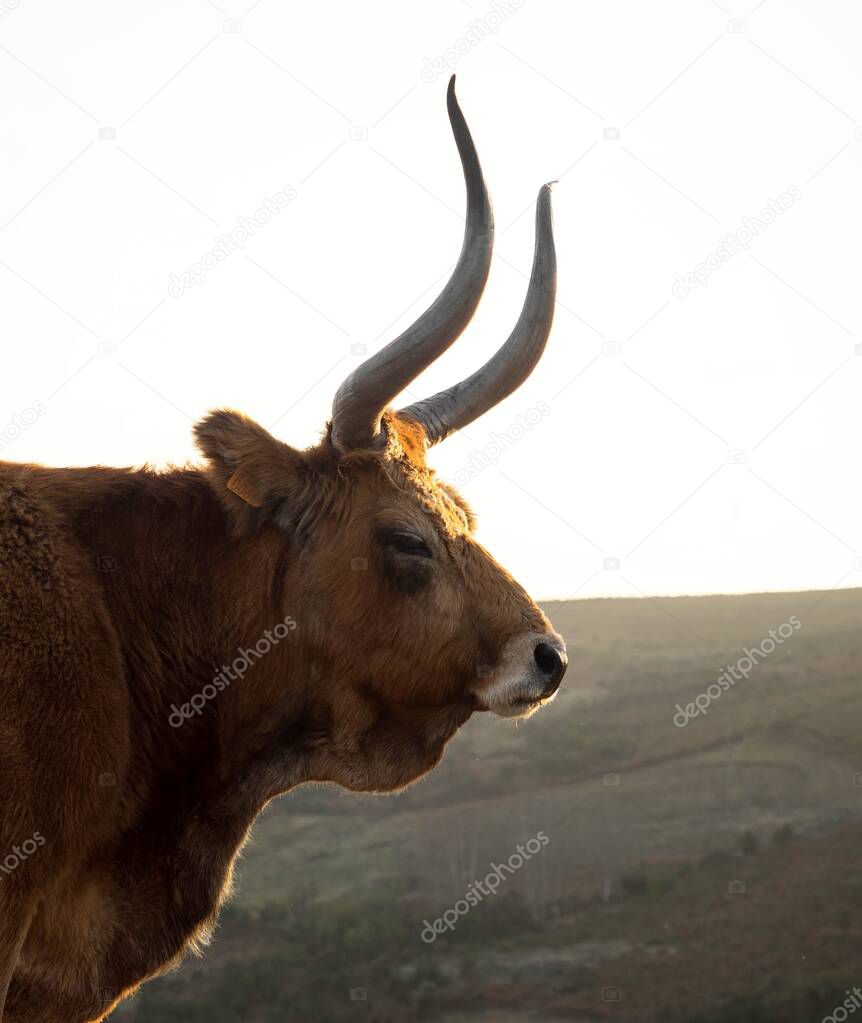 Side view of Cachena cattle cow bull Barrosa Barrosao bos taurus farm animal breed domestic long horn race in Norte Region Portugal Europe