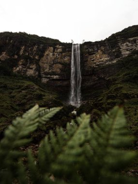 Panoramic view of fern plant at Catarata del Gocta waterfall cataract cascade in Bongara Amazonas near Chachapoyas in Peru andes South America clipart