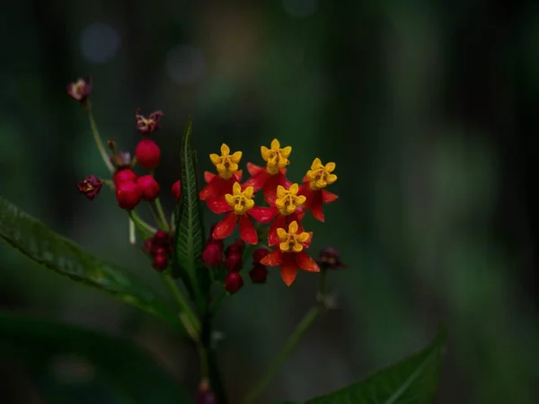 Macro Closeup Του Asclepias Curassavice Τροπικό Milkweed Αίμα Λουλούδι Κοκκινομάλλα — Φωτογραφία Αρχείου