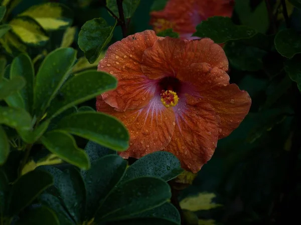 Nahaufnahme Makro von orangefarbener Hibiskusblüte grüne Pflanze mit Wassertropfen in Guatape Antioquia Kolumbien Südamerika — Stockfoto