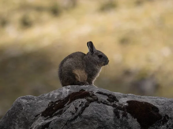 Retrato de cerca de un roedor de vizcacha sureño Lagidium viscacia sentado en roca en la Cordillera Huayhuash Perú — Foto de Stock