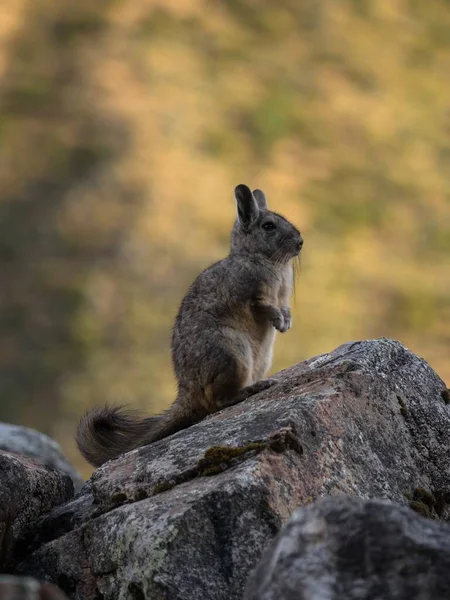 Retrato de cerca de un roedor de vizcacha sureño Lagidium viscacia de pie sobre roca en la Cordillera Huayhuash Perú — Foto de Stock