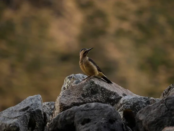 Closeup portrait of Andean flicker Colaptes rupicola woodpecker bird on rock in Huayhuash Peru andes South America Royalty Free Stock Photos