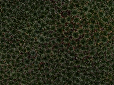 Closeup macro of Yareta Azorella compacta llareta evergreen flowering plant in Cordillera Huayhuash Peru Andes clipart