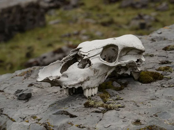 Dead farm animal skull skeleton donkey mule on hiking trail path Cordillera Huayhuash Circuit Ancash Huanuco Peru andes — Stock Photo, Image