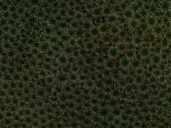 Closeup macro de Yareta Azorella compacta llareta planta floração sempre verde em Cordillera Huayhuash Peru Andes — Fotografia de Stock