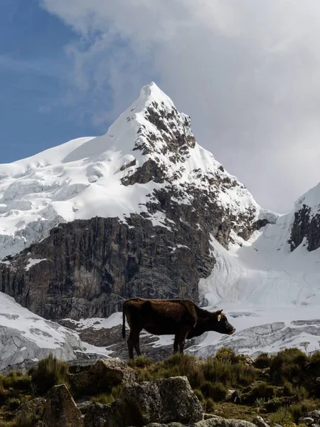 Panorama view of brown cow on Cordillera Huayhuash Circuit andes alpine mountain Ancash Huanuco Peru South America — Stock Photo, Image