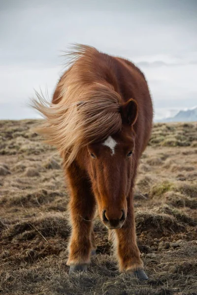 Portret zbliżeniowy typowej dzikiej islandzkiej rasy koni hodowla zwierząt grzywa w silnym wietrze w południowej Islandii — Zdjęcie stockowe