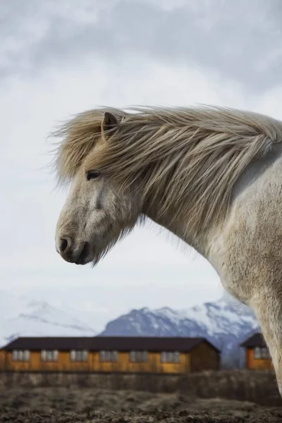Primo piano ritratto laterale di tipico cavallo bianco selvatico islandese pony razza animale da fattoria in Islanda — Foto Stock