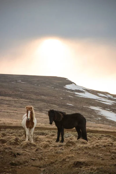 Panoramic portrait of two typical wild Icelandic horses pony breed farm animal in Iceland