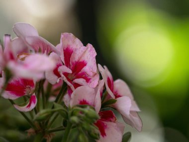 Yakın plan yaban gülü, pembe taç yapraklı pelargonyum çiçekli yeşil bitki Aguas Calientes Peru