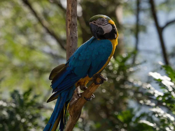 Szoros kék-sárga arararauna arararararauna színes papagáj madár vadon élő természet Inca dzsungel Trail Peru Dél-Amerika — Stock Fotó