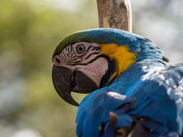 Zbliżenie głowa twarz portret niebieski i żółty macaw Ara ararauna kolorowe papuga ptak dzika przyroda Inca dżungla szlak Peru — Zdjęcie stockowe