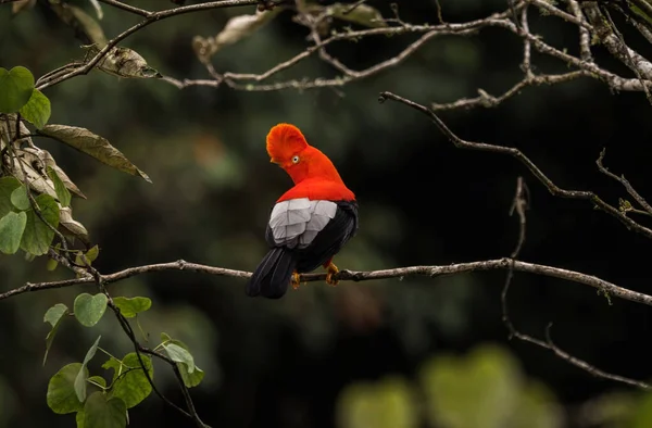 Rupicola peruvianus tunki passerine vogel cotinga op boom tak in de buurt van Machu Picchu Peru — Stockfoto