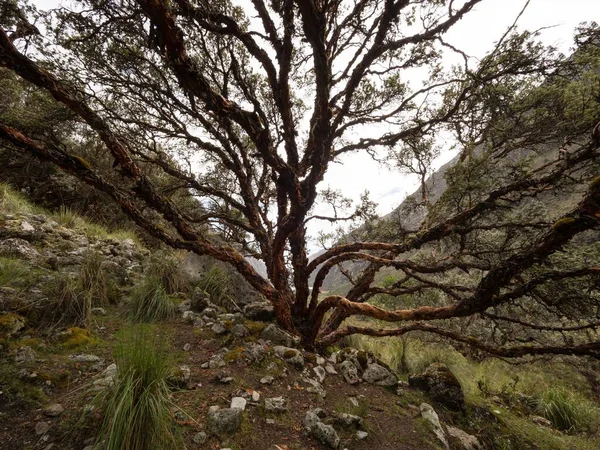 Panorama view of polylepis tree andes mountains near Laguna 69 Cordillera Blanca Cebollapampa Huaraz Ancash Peru — Stock Photo, Image