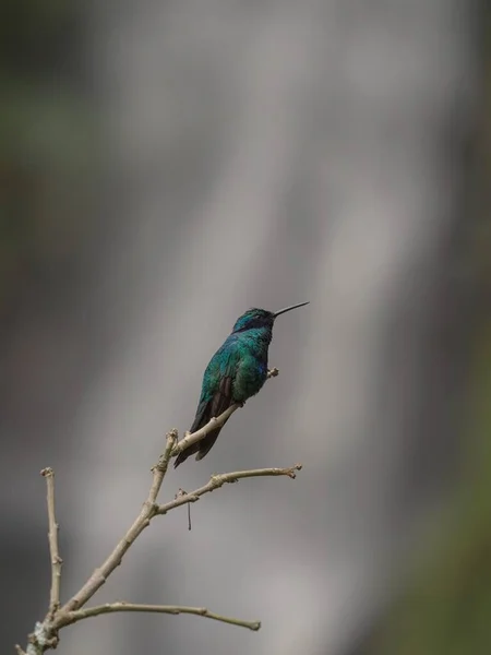Zbliżenie zielonego fioletowego fioletowego fioletu kolibri coruscans kolibri w Las Lajas Ipiales Narino Kolumbia — Zdjęcie stockowe