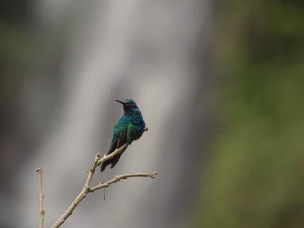 Közelkép egy zöld kék lila csillogó ibolyaszín kolibri kolibri coruscan Las Lajas Ipiales Narino Kolumbia — Stock Fotó