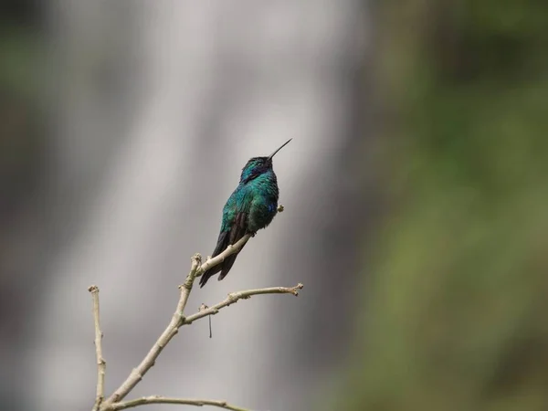 Közelkép egy zöld kék lila csillogó ibolyaszín kolibri kolibri coruscan Las Lajas Ipiales Narino Kolumbia — Stock Fotó