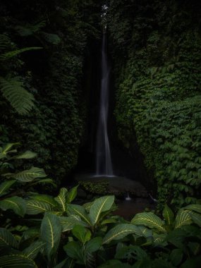 Tropikal yağmur ormanları yemyeşil ormanları besliyor. Baturiti 'deki Terjun Leke Leke Şelalesi Tabanan Bali Endonezya Asya' da.